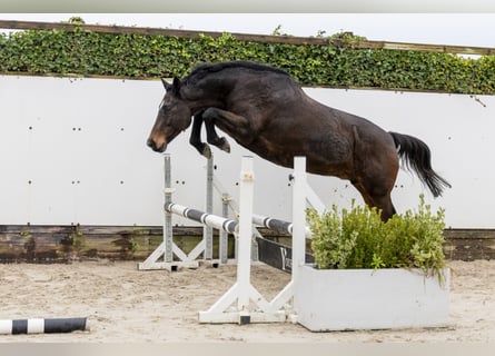 Holsteiner, Jument, 11 Ans, 165 cm, Bai brun