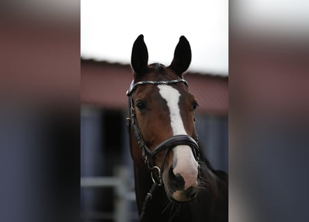 Holsteiner, Jument, 11 Ans, 173 cm, Bai brun