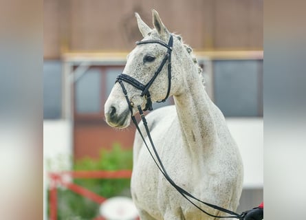 Holsteiner, Jument, 11 Ans, Gris