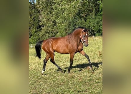 Holsteiner, Jument, 13 Ans, 169 cm, Bai
