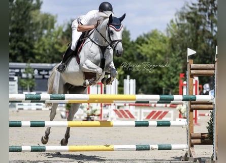 Holsteiner, Jument, 13 Ans, 172 cm, Gris
