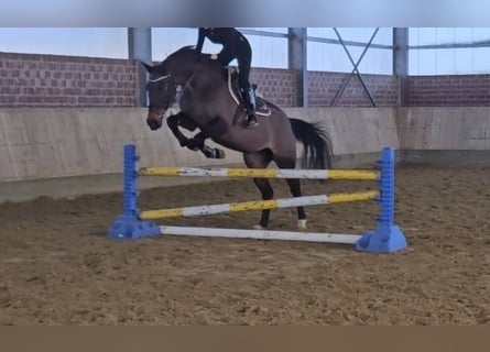 Holsteiner, Jument, 14 Ans, 165 cm, Bai brun foncé