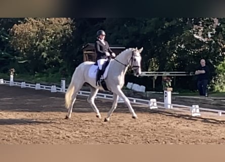 Holsteiner, Jument, 14 Ans, 172 cm, Gris