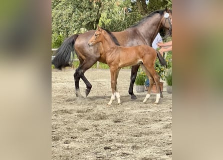 Holsteiner, Jument, 16 Ans, 172 cm, Bai brun