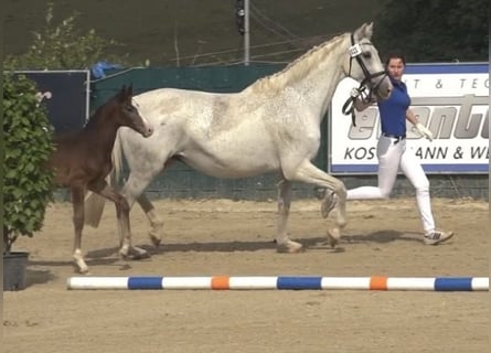 Holsteiner, Jument, 17 Ans, 169 cm, Gris