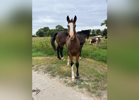 Holsteiner, Jument, 1 Année, Bai brun