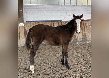 Holsteiner, Jument, 1 Année, Bai