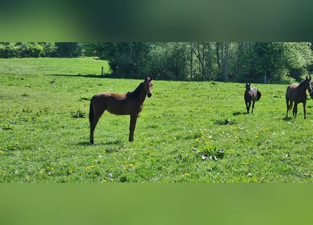 Holsteiner, Jument, 1 Année, Bai clair