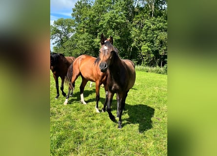 Holsteiner, Jument, 2 Ans, 164 cm, Bai brun