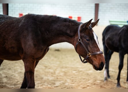 Holsteiner, Jument, 2 Ans, Bai