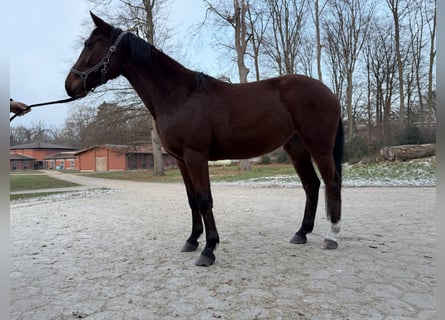 Holsteiner, Jument, 3 Ans, 160 cm, Bai