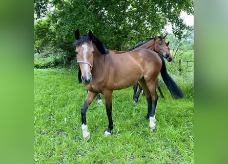 Holsteiner, Jument, 3 Ans, 164 cm, Bai