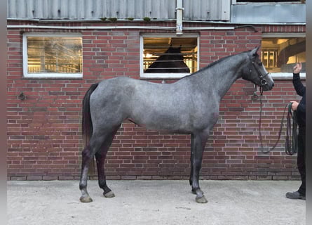 Holsteiner, Jument, 3 Ans, 166 cm, Gris