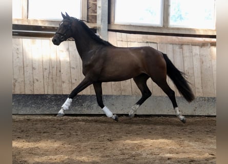 Holsteiner, Jument, 3 Ans, 167 cm, Bai