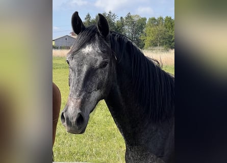Holsteiner, Jument, 3 Ans, 168 cm, Gris