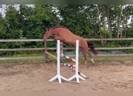 Holsteiner, Jument, 3 Ans, 170 cm, Alezan