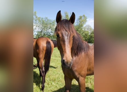 Holsteiner, Jument, 3 Ans, Bai