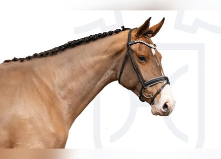 Holsteiner, Jument, 3 Ans, Bai