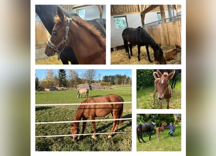 Holsteiner, Jument, 4 Ans, 159 cm, Alezan