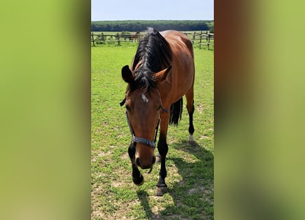 Holsteiner, Jument, 4 Ans, 163 cm, Bai