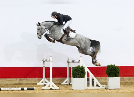 Holsteiner, Jument, 4 Ans, 165 cm, Gris
