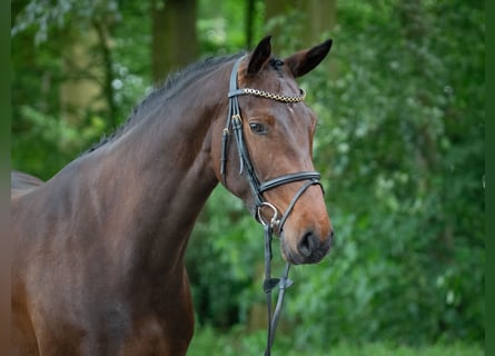 Holsteiner, Jument, 4 Ans, 166 cm, Bai brun