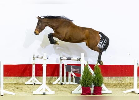 Holsteiner, Jument, 4 Ans, 166 cm, Bai