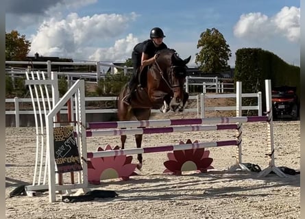 Holsteiner, Jument, 4 Ans, 167 cm, Bai