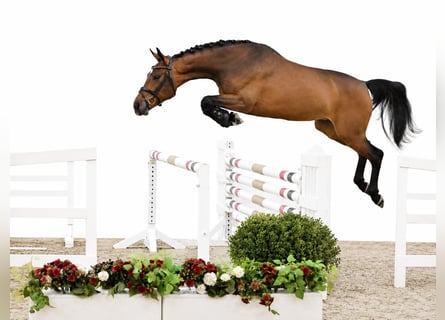 Holsteiner, Jument, 4 Ans, 167 cm, Bai
