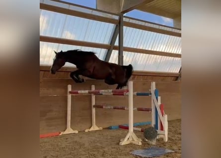 Holsteiner, Jument, 4 Ans, 168 cm, Bai brun