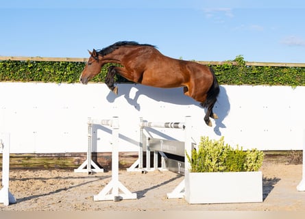 Holsteiner, Jument, 4 Ans, 170 cm, Bai
