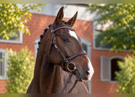 Holsteiner, Jument, 4 Ans, 171 cm, Bai