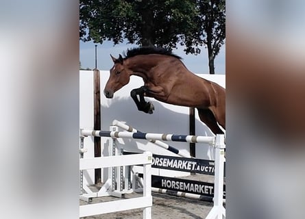 Holsteiner, Jument, 4 Ans, 174 cm, Bai cerise