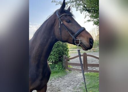 Holsteiner, Jument, 4 Ans, 186 cm, Bai