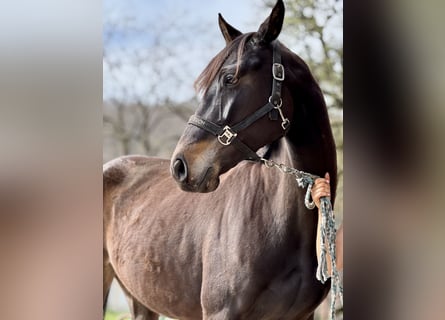 Holsteiner, Jument, 5 Ans, 162 cm, Bai brun