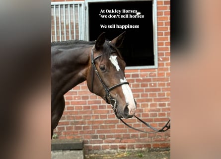 Holsteiner, Jument, 5 Ans, 165 cm, Bai brun