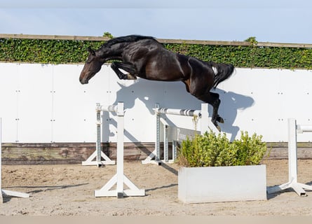 Holsteiner, Jument, 5 Ans, 165 cm, Bai brun
