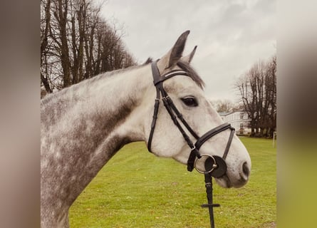 Holsteiner, Jument, 5 Ans, 165 cm, Gris