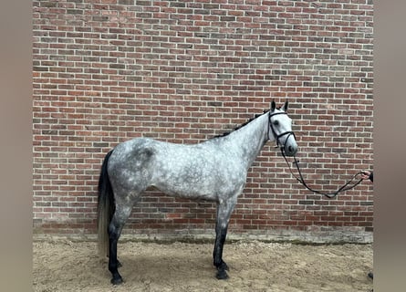 Holsteiner, Jument, 5 Ans, 166 cm, Gris