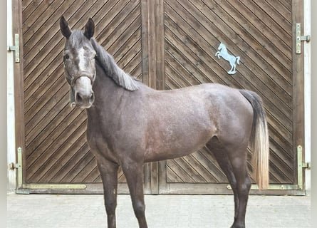 Holsteiner, Jument, 5 Ans, 167 cm, Gris