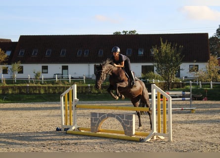 Holsteiner, Jument, 5 Ans, 167 cm, Noir