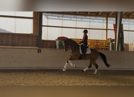 Holsteiner, Jument, 5 Ans, 168 cm, Bai clair