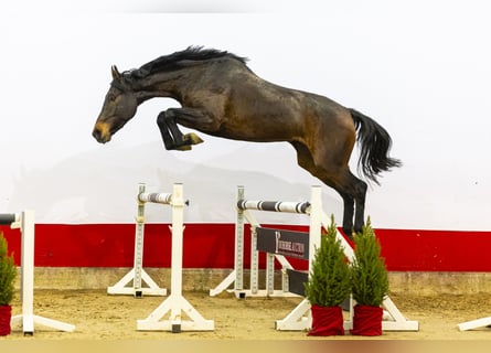 Holsteiner, Jument, 5 Ans, 170 cm, Bai brun