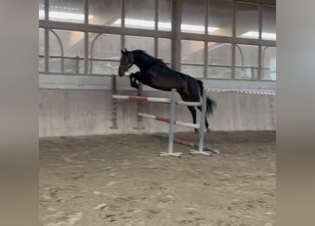 Holsteiner, Jument, 5 Ans, 172 cm, Bai brun foncé