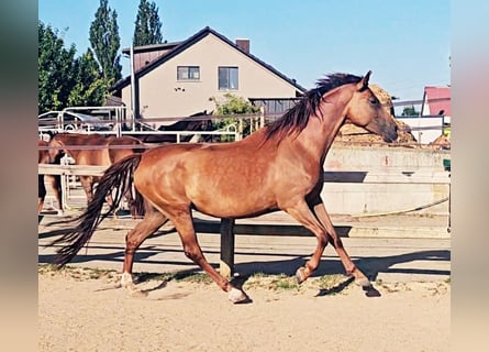 Holsteiner, Jument, 5 Ans, 173 cm