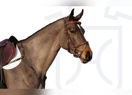 Holsteiner, Jument, 5 Ans, Bai