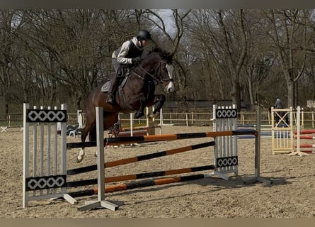 Holsteiner, Jument, 6 Ans, 166 cm, Bai brun