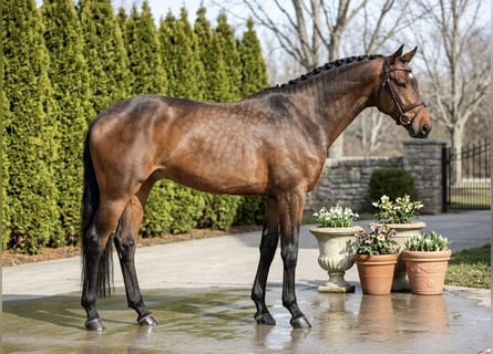 Holsteiner, Jument, 6 Ans, 167 cm, Bai