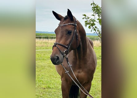 Holsteiner, Jument, 6 Ans, 168 cm, Bai brun