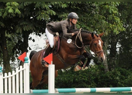 Holsteiner, Jument, 6 Ans, 168 cm, Bai